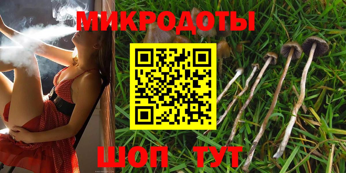 Псилоцибиновые грибы Psilocybe Североморск